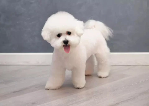 Bichon Maltes pelo corto