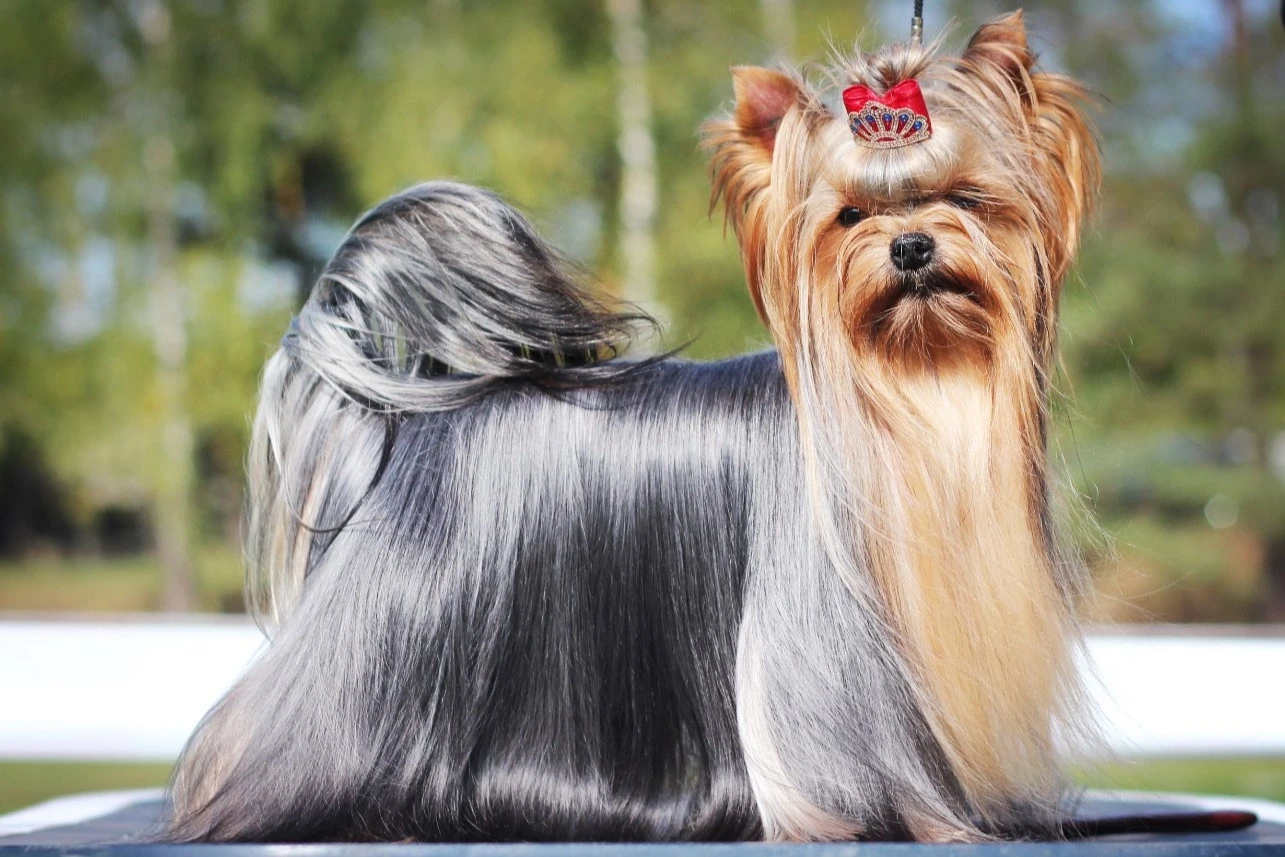 Corte Yorkie