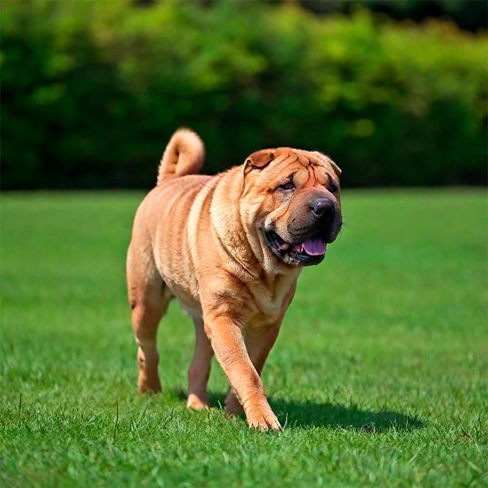 🐕 Gde, pelo corto (26 a 44 kg) Precio desde...