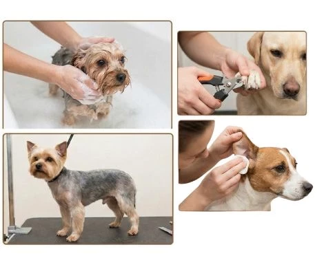 Baño + Corte Comercial + Oídos y Uñas (Pequeño)