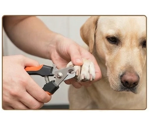 Corte de Uñas (Pequeño)