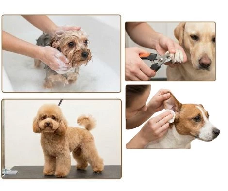 Baño + Corte Estilo + Oídos y Uñas (Pequeño)