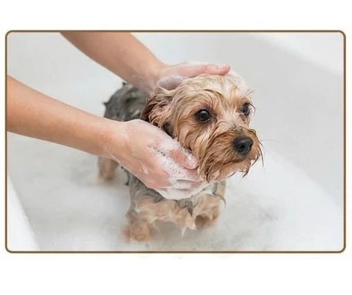 Solo Baño (Pequeño)