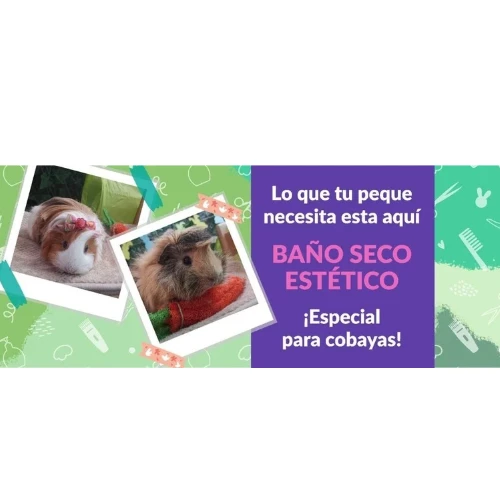Spa para cobaya (₡5000)